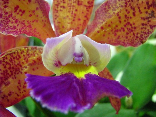 orquidea 1