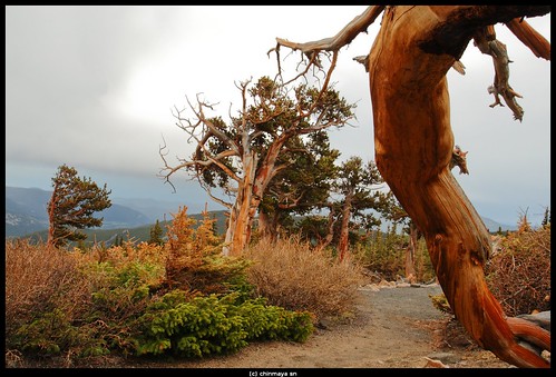 Bristlecone Pines