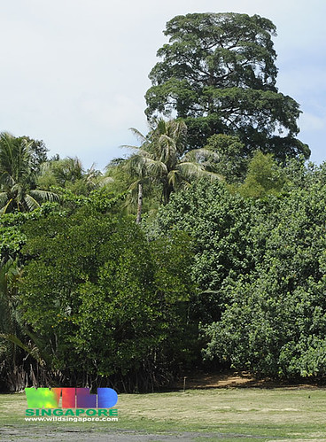 Tall Pulai tree (Alstonia angustifolia)