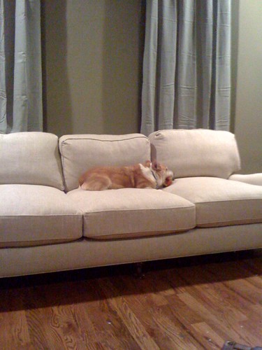 Buddy likes new couch by jameswhitefanclub.