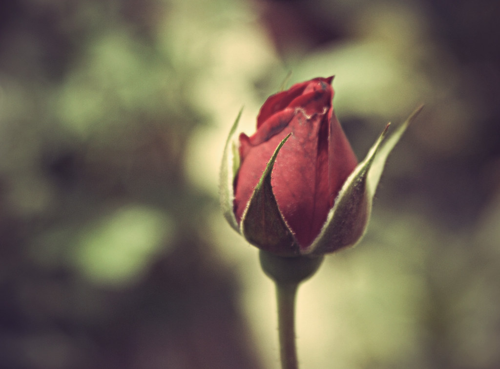 a Rose