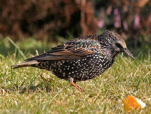 12009 - Starling in my garden