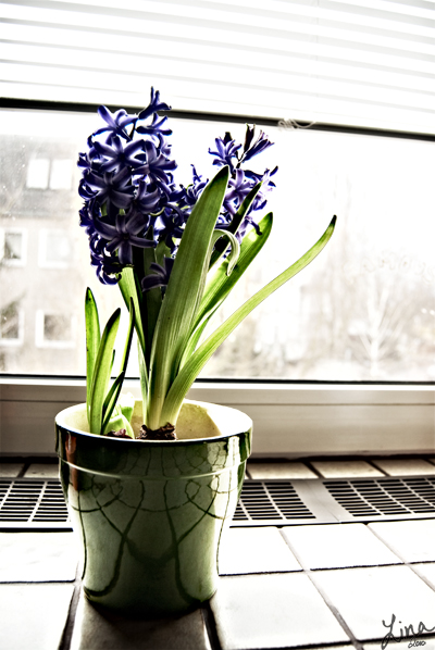 Day 63 - March 4th - Hyacinths