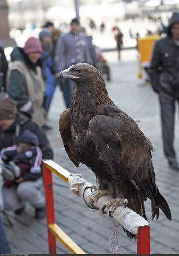     (Golden eagle on Red Square) ©  Nickolas Titkov