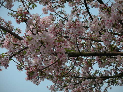 滿開的櫻花有些地方都發芽了