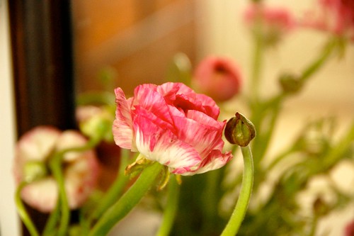 pink ranunculus