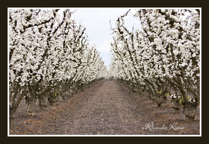 flowering plum orchard