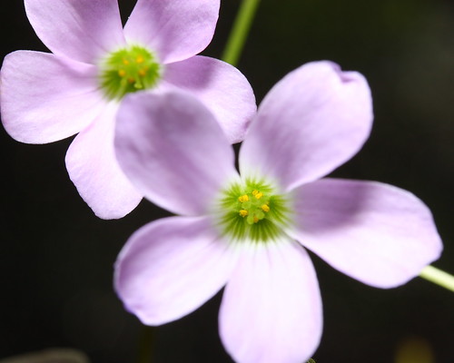 Pale Purple Blooms