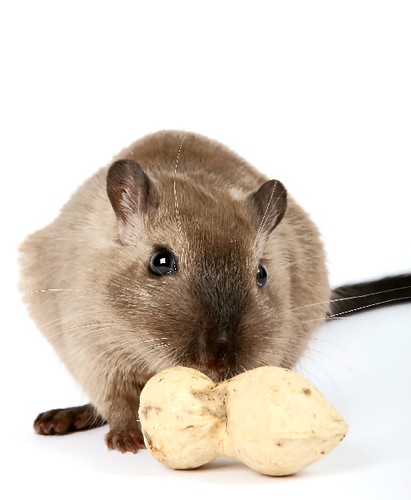 female rodent with monkey nut peanut on white
