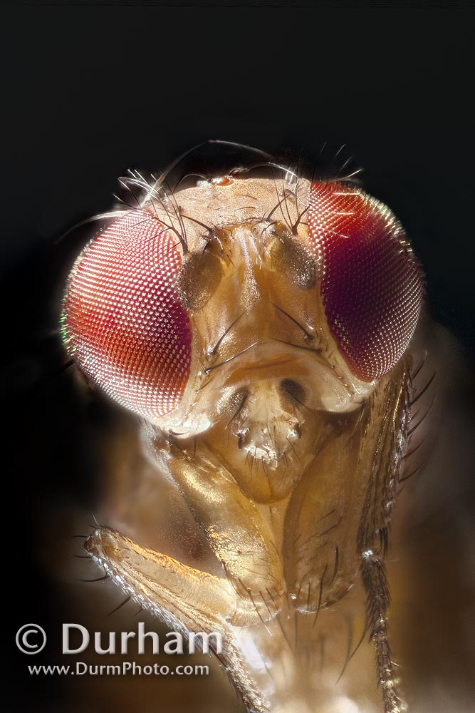 Spotted wing fruit fly (Drosophila suzukii)