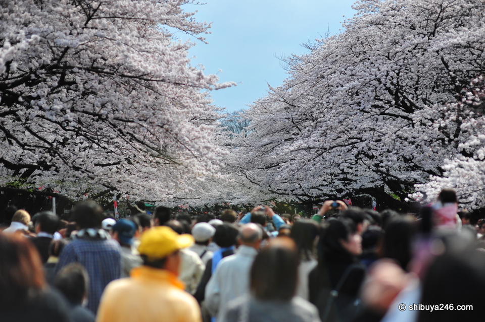 The sakura trees seem to come together to form a sea of cherry blossoms.