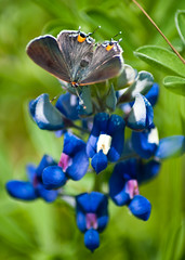 bluebonnet with unidentified butterfly