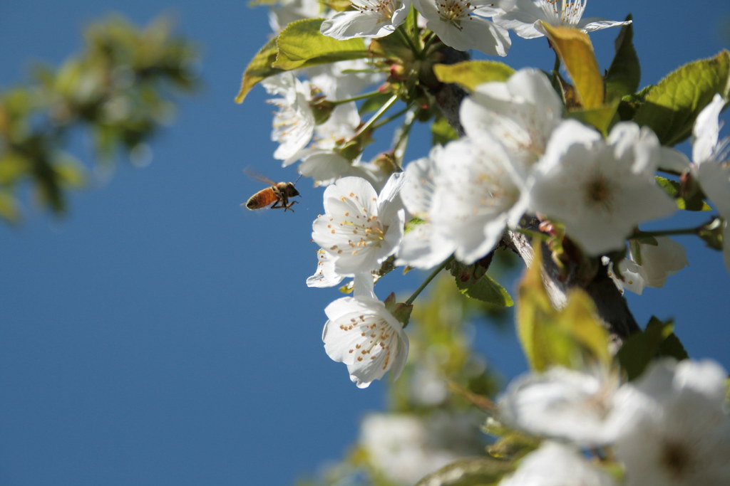 honey bee and cherry blossoms