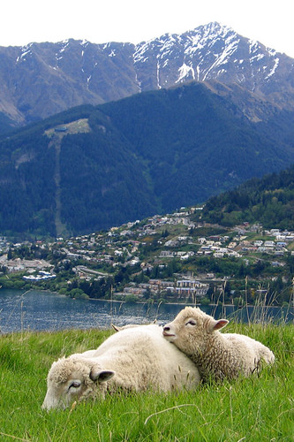 IMG_0877-w Sheep at Queenstown