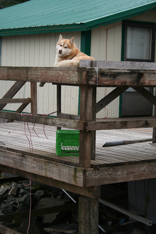 perched dog, Hydaburg, Alaska