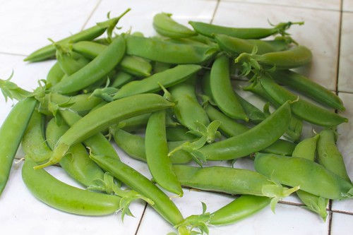 Harvested Snap Pea
