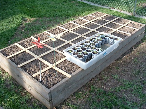Raised Bed Divided into Square Feet