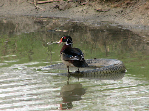 Wood Duck on a tire