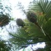 Wollemia nobilis - Wollemi Pine