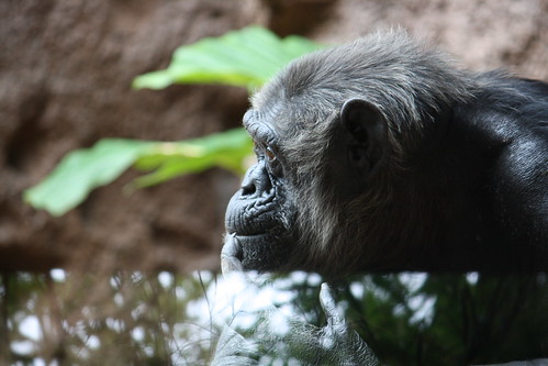 chimpance
