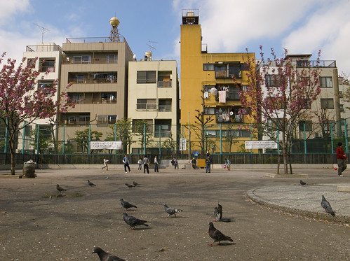 Pigeons in park
