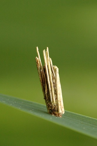 Psyche casta | Gewone zakdrager - Bagworm moth