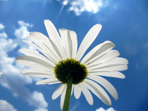 フリー写真素材|花・植物|キク科|ヒナギク・デイジー|白色の花|