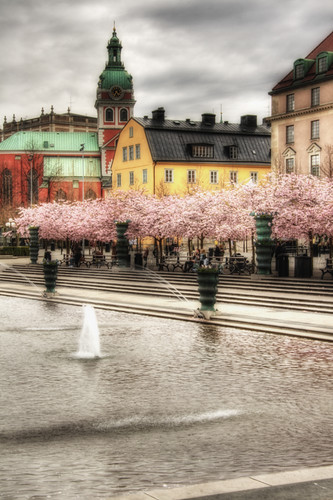 Estocolmo. Cerezos en  Kungsträdgården 