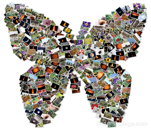 Butterflyshaped collage of photos taken with my Canon EOS Rebel T1i