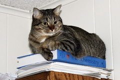 Studious Cat