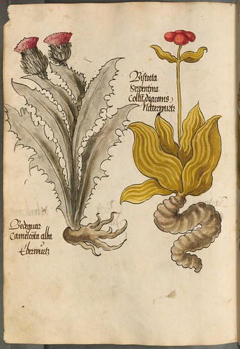 Arzneipflanzenbuch, 1525 q
