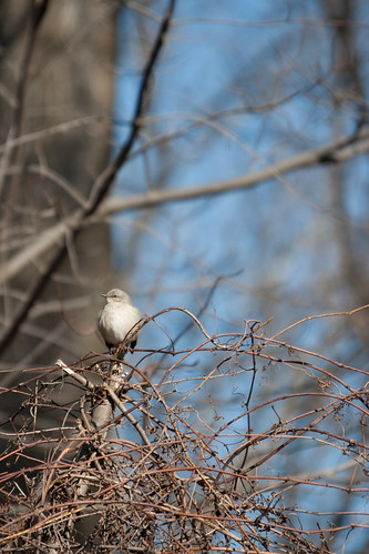 Northern Mockingbird on a thicket