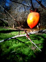 Daily iPhone photos: winter persimmon