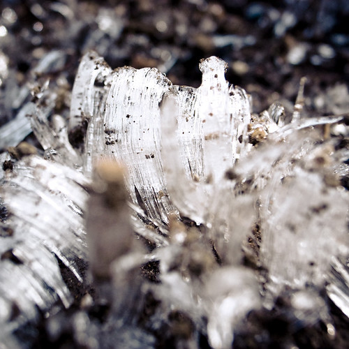 Ice Crystal Mushrooms 1