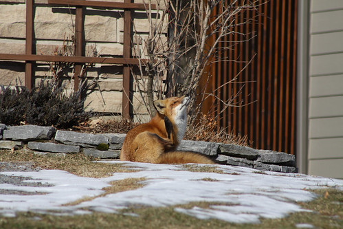 red fox sitting. Red Fox Scratching Head AN-