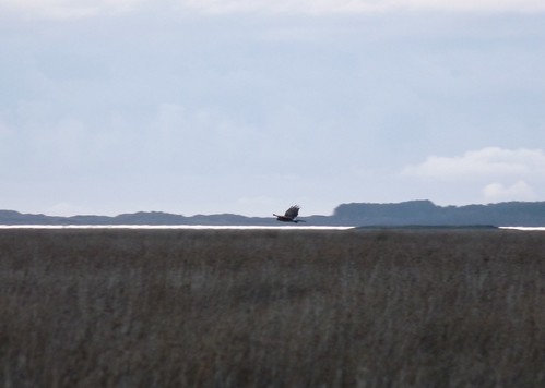 12022 - Hen Harrier at Llanrhidian Marsh