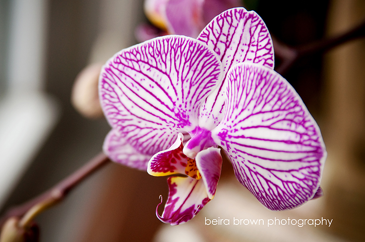 orchid of berks county photographer
