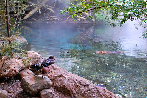 Ducks and beaver at the Biodome (2008)