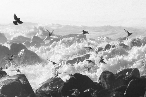 Seabirds in Flight