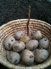 Vroege aardappels (Frieslander) poten