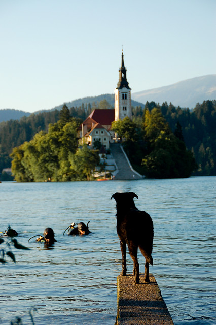 Dog waiting its owner in Bled