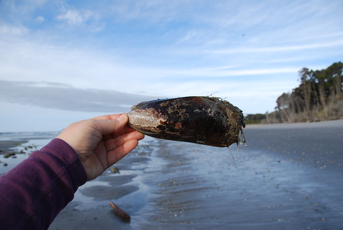 giant mussel, hunts beach