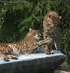 Geparden im Zoo Safaripark Stukenbrock