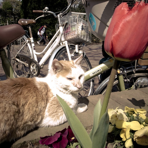 Tulip Kitty under the Cherry Blossoms