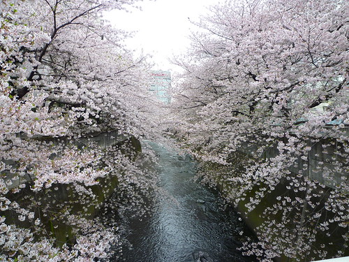 神田川・面影橋の桜