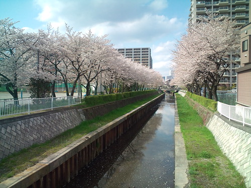 F-04Bで桜を撮影
