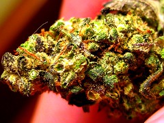 smkn420love has added a photo to the pool:gdp