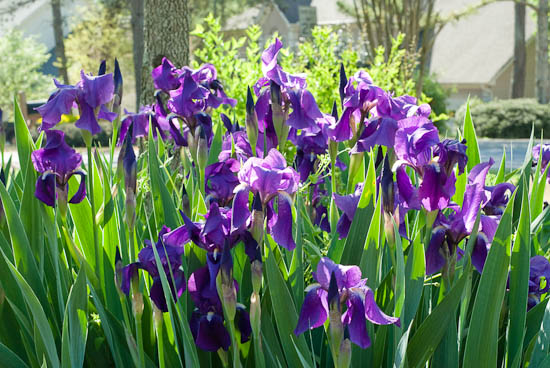 more irises