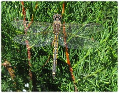 1704_dragonfly