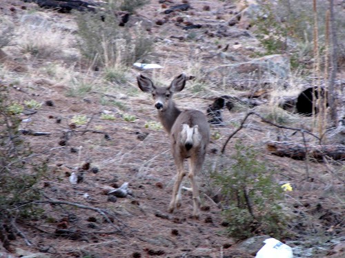Mule deer at Camp